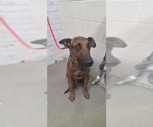 Labrador Retriever-Unknown Mix Dogs for adoption in San Bernardino, CA, USA