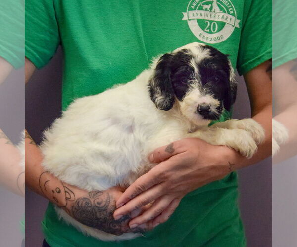 Medium Photo #2 Spaniel-Unknown Mix Puppy For Sale in Huntley, IL, USA