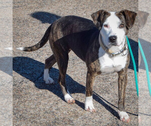 Medium Photo #3 American Staffordshire Terrier-Beagle Mix Puppy For Sale in Huntley, IL, USA
