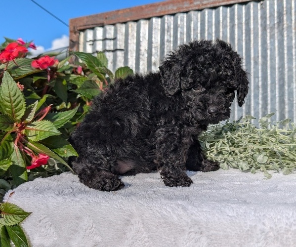 Medium Photo #4 Poodle (Toy) Puppy For Sale in GOSHEN, IN, USA