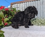 Small Photo #28 Poodle (Toy) Puppy For Sale in GOSHEN, IN, USA