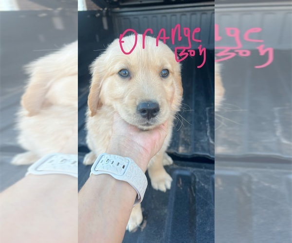 Medium Photo #5 Golden Retriever Puppy For Sale in BOILING SPGS, SC, USA