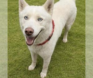 Siberian Husky-Unknown Mix Dogs for adoption in HESPERIA, CA, USA