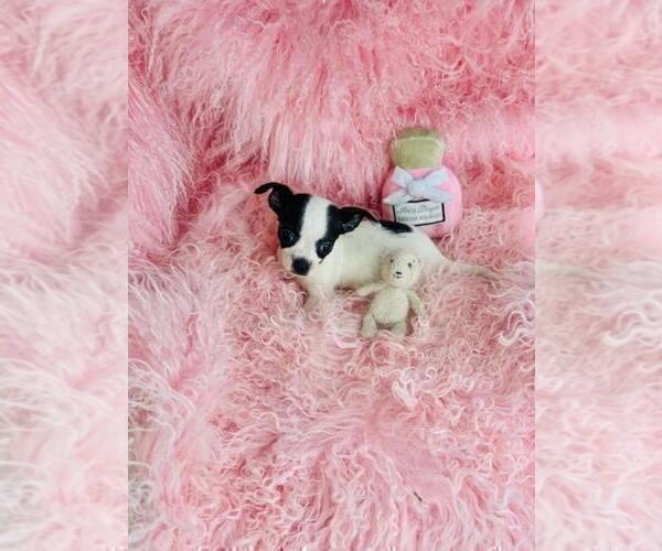 Medium Photo #23 Chihuahua Puppy For Sale in BOSTON, MA, USA