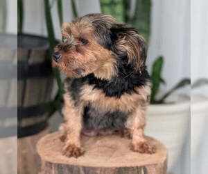 Mother of the Yorkipoo puppies born on 05/26/2026