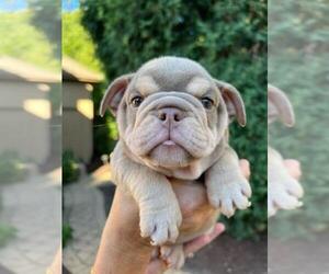 Bulldog Puppy for sale in SAINT CHARLES, IL, USA