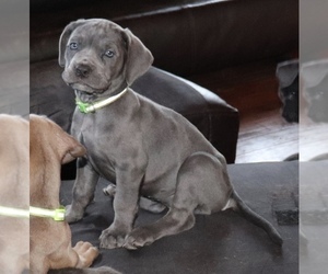 Cane Corso Puppy for sale in CHARLESTON, WV, USA