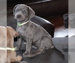 Small Photo #1 Cane Corso Puppy For Sale in CHARLESTON, WV, USA