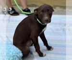 Small #2 Chocolate Labrador retriever Mix