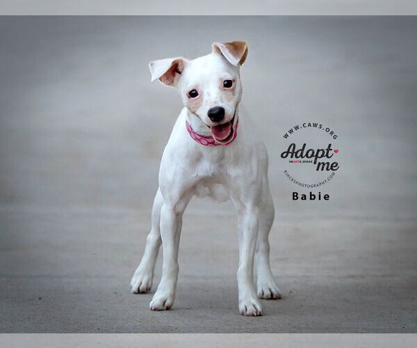 Medium Photo #6 Jack Chi Puppy For Sale in Salt Lake City, UT, USA
