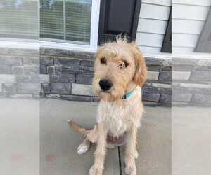 Labradoodle Puppy for sale in CLAYTON, NC, USA