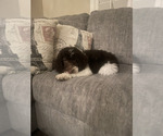 Small #4 Miniature Labradoodle