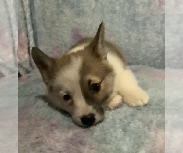 Medium Photo #3 Pembroke Welsh Corgi Puppy For Sale in MERCED, CA, USA