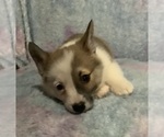 Small #2 Pembroke Welsh Corgi