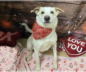 Labrador Retriever-Unknown Mix Dogs for adoption in South Lake Tahoe, CA, USA