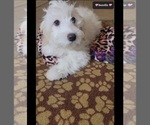 Small #2 Havanese