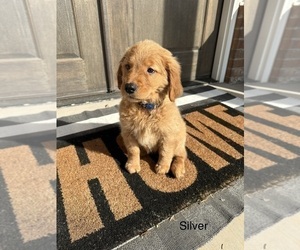 Golden Retriever Puppy for sale in CHANDLER, OK, USA