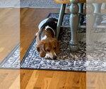 Small #1 Beagle