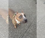 Small #7 American Pit Bull Terrier Mix