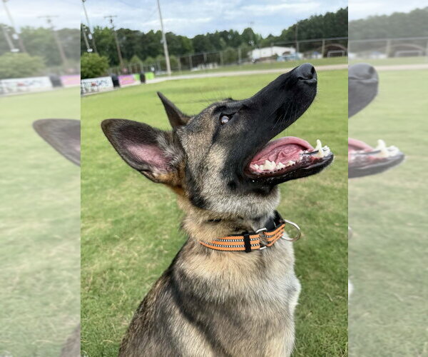 Medium Photo #3 German Shepherd Dog-Unknown Mix Puppy For Sale in Imlay City, MI, USA