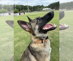 Small #2 German Shepherd Dog Mix