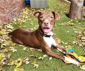 Labrador Retriever-Unknown Mix Dogs for adoption in Minneapolis, MN, USA
