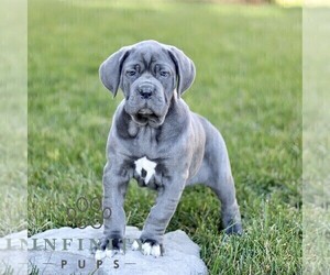 Cane Corso Puppy for sale in LANCASTER, PA, USA