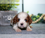 Small Photo #12 Cavapoo (Miniature) Puppy For Sale in CAMDEN, MI, USA
