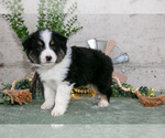 Puppy Soldier Australian Shepherd
