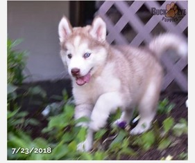 Siberian Husky Puppy for sale in DUBLIN, OH, USA