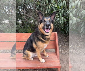Gunner II - Male German Shepherd Dog Dog for Adoption - Photo #3