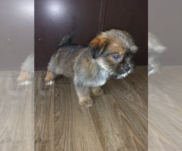 Medium Photo #4 Shih Tzu Puppy For Sale in LAPEER, MI, USA