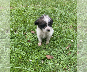 ShiChi Puppy for sale in INMAN, SC, USA