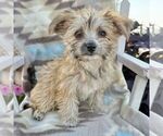 Small Photo #4 Morkie Puppy For Sale in WILLIAMSBURG, IN, USA