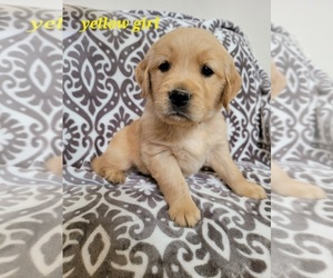 Golden Retriever Puppy for Sale in SAN DIEGO, California USA