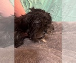Small Photo #12 Lhasa Apso Puppy For Sale in BROOKLET, GA, USA