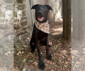 Labrador Retriever-Unknown Mix Dogs for adoption in Denton, TX, USA