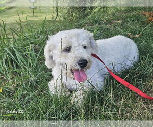 Bichon Frise-Unknown Mix Dogs for adoption in Lewistown, PA, USA