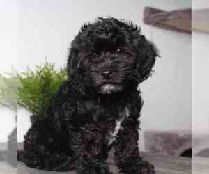Poovanese Puppy for sale in MOUNT VERNON, OH, USA