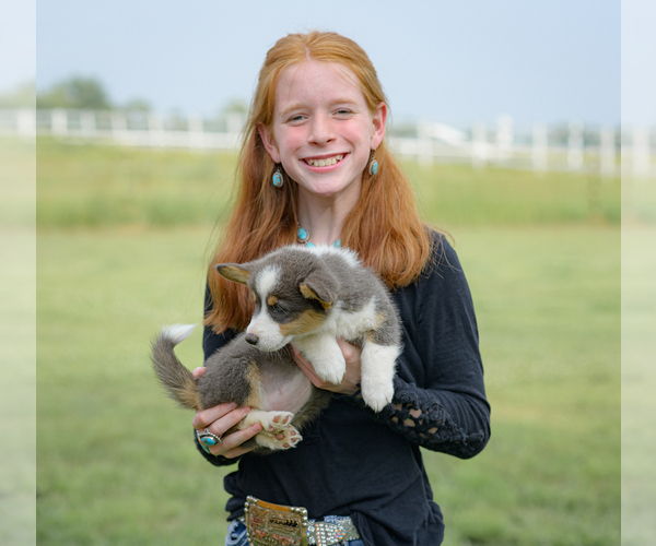 Medium Photo #3 Pembroke Welsh Corgi Puppy For Sale in MILTON, WI, USA