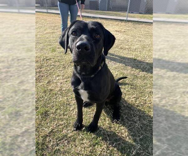 Medium Photo #2 Labrador Retriever-Unknown Mix Puppy For Sale in Corpus Christi, TX, USA