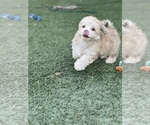 Small Photo #24 Shih-Poo Puppy For Sale in SAN DIEGO, CA, USA