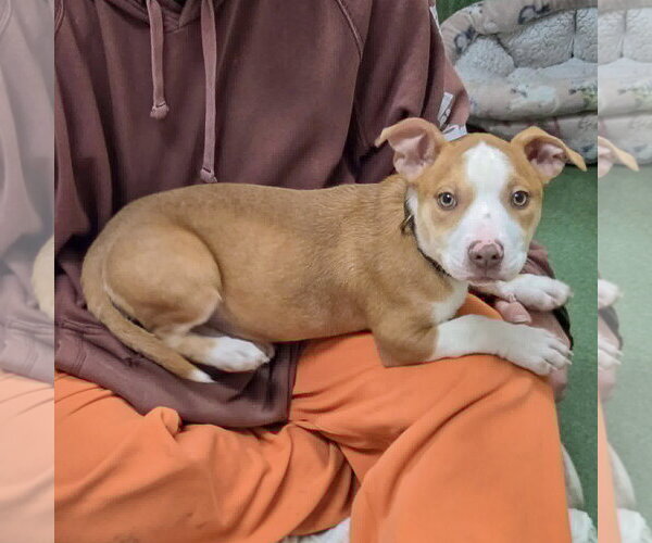 Medium Photo #14 American Staffordshire Terrier-Boxer Mix Puppy For Sale in Huntley, IL, USA