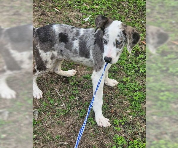 Medium Photo #17 Australian Shepherd-Unknown Mix Puppy For Sale in Wakefield, RI, USA