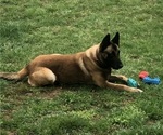 Small Photo #1 Belgian Malinois Puppy For Sale in LINCOLNTON, NC, USA