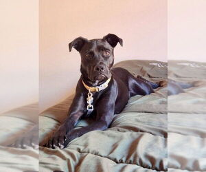 American Pit Bull Terrier-Labrador Retriever Mix Dogs for adoption in McKinney, TX, USA