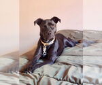 Small American Pit Bull Terrier-Labrador Retriever Mix