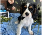 Small #2 Cavalier King Charles Spaniel