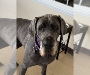 Great Dane Dogs for adoption in Mundelein, IL, USA