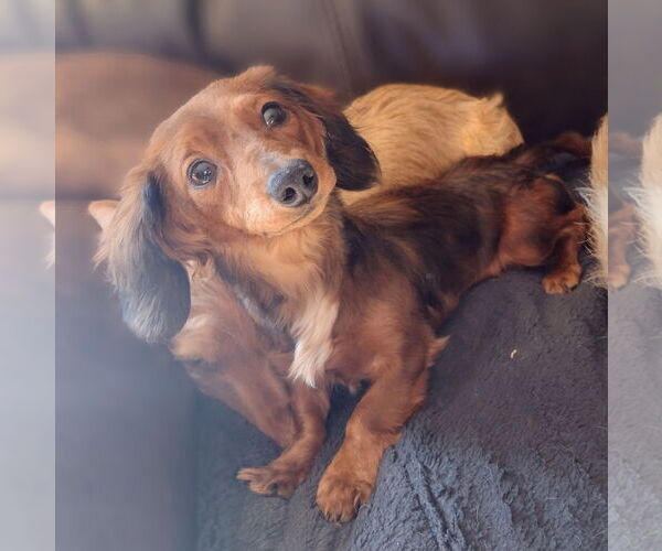 Medium Photo #1 Dachshund Puppy For Sale in Sioux Falls, SD, USA
